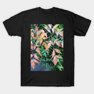 Early Morning Dew T-Shirt